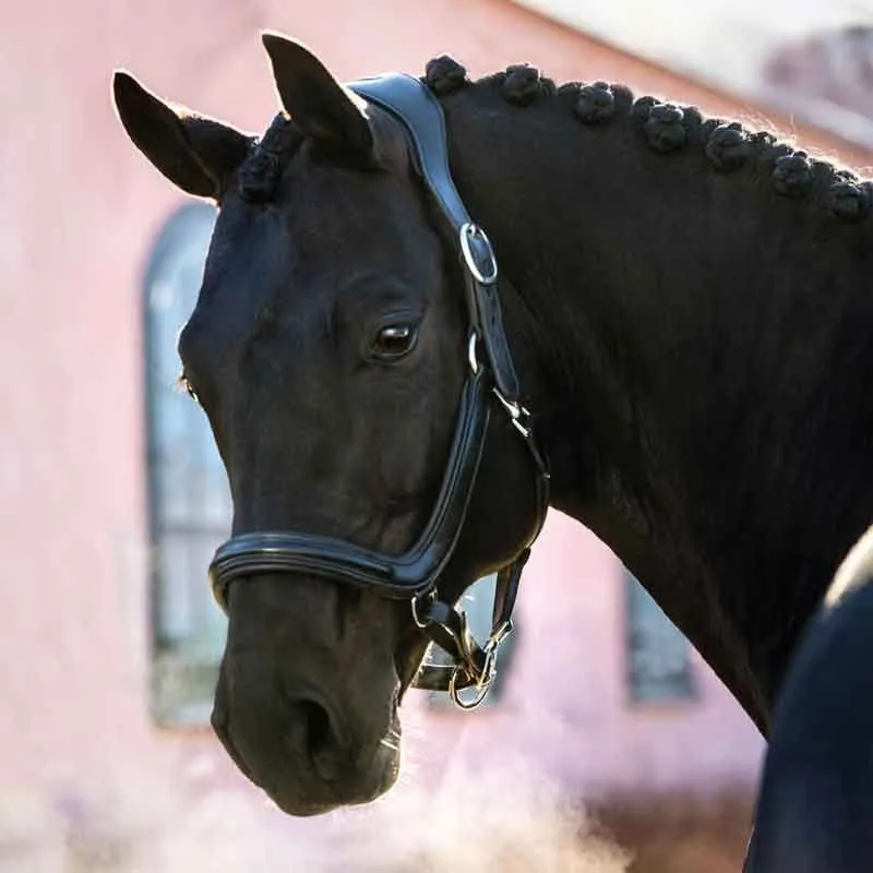 Fynd Lädergrimma Hansbo Sport LUXOR Svart Hansbo Sport